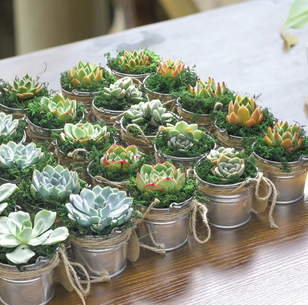 Succulent Wedding Favor - via Desert View Cactus on etsy.com